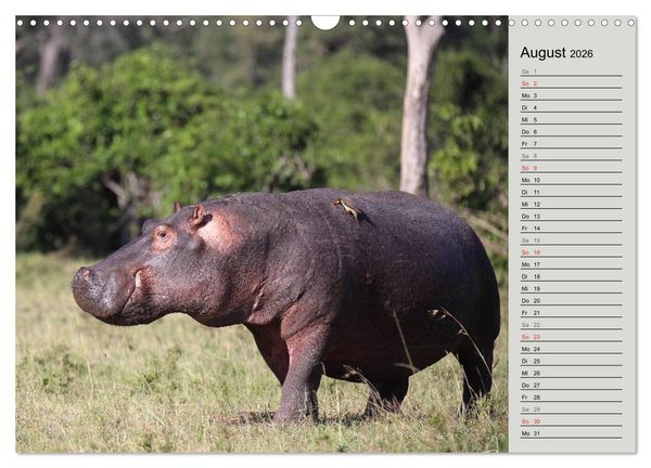Produktbild: Hippos - Begegnungen in Afrika (Wandkalender 2026 DIN A3 quer), CALVENDO Monatskalender