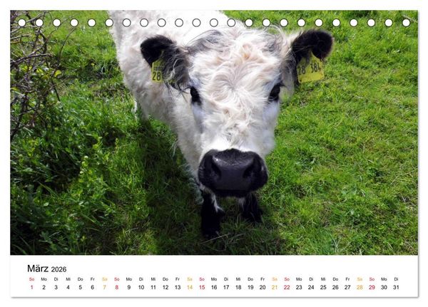 Produktbild: Helgoland Kalender (Tischkalender 2026 DIN A5 quer), CALVENDO Monatskalender