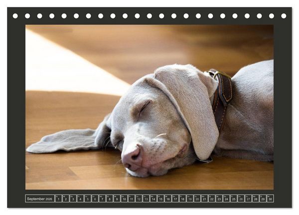 Produktbild: Weimaraner - Ein Welpenjahr (Tischkalender 2026 DIN A5 quer), CALVENDO Monatskalender