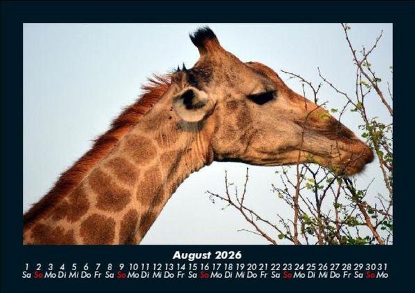Produktbild: Giraffen 2026 Fotokalender DIN A5