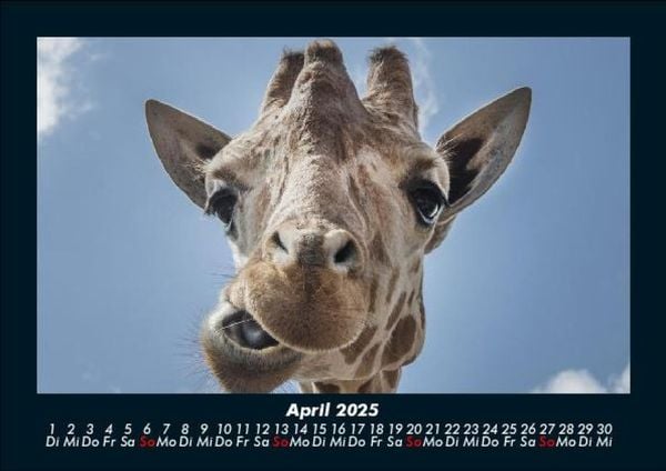 Produktbild: Giraffen 2025 Fotokalender DIN A5