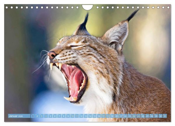 Produktbild: Dem Luchs auf der Spur (Wandkalender 2026 DIN A4 quer), CALVENDO Monatskalender