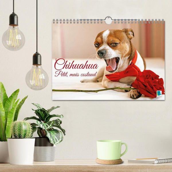 Produktbild: Chihuahua : petit, mais costaud (Calendrier mural 2026 DIN A4 vertical), CALVENDO calendrier mensuel