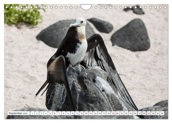 Produktbild: Galapagos-Inseln - Ein Paradies f&uuml;r Tiere (Wandkalender 2026 DIN A4 quer), CALVENDO Monatskalender