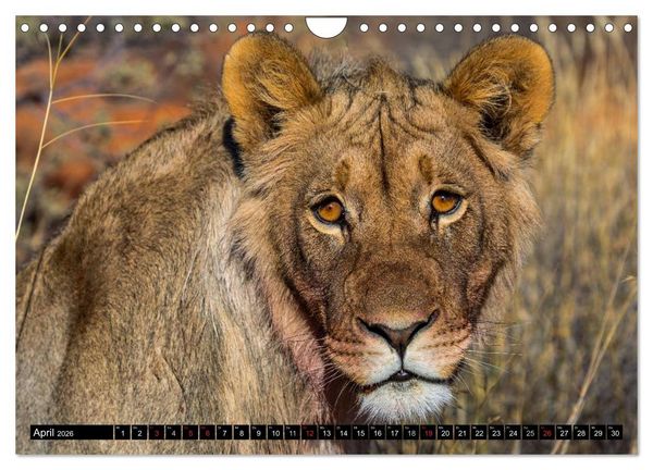 Produktbild: Safari durch das S&uuml;dliche Afrika (Wandkalender 2026 DIN A4 quer), CALVENDO Monatskalender