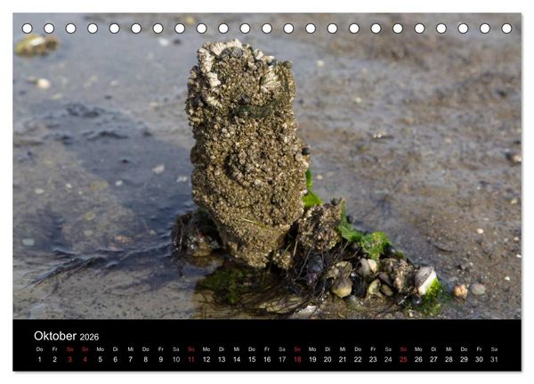Produktbild: Pellworm 2026 (Tischkalender 2026 DIN A5 quer), CALVENDO Monatskalender
