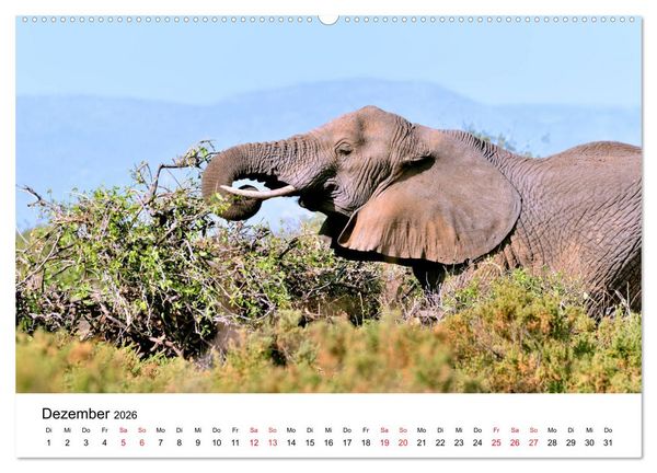Produktbild: Elefanten Afrikas (Wandkalender 2026 DIN A2 quer), CALVENDO Monatskalender