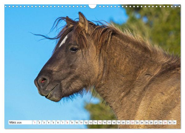 Produktbild: Konik - Frei geboren (Wandkalender 2026 DIN A3 quer), CALVENDO Monatskalender
