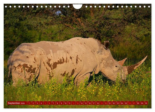 Produktbild: Botswana- Pirschfahrt mit Garantie auf Wildlife (Wandkalender 2026 DIN A4 quer), CALVENDO Monatskalender