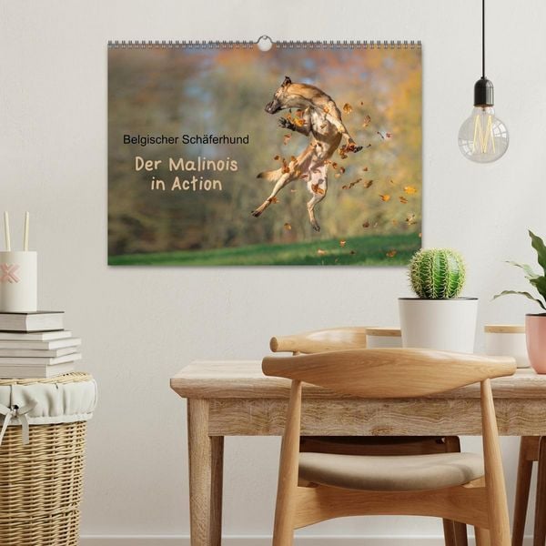Produktbild: Belgischer Sch&auml;ferhund - Der Malinois in Action (Wandkalender 2026 DIN A3 quer), CALVENDO Monatskalender