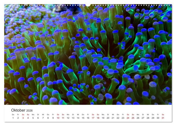 Produktbild: Tiefsee - Ein Abenteuer ins Unbekannte. (hochwertiger Premium Wandkalender 2026 DIN A2 quer), Kunstdruck in Hochglanz