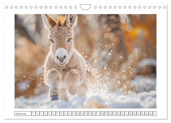 Produktbild: Lustige Eselgeschichten (Wandkalender 2026 DIN A4 quer), CALVENDO Monatskalender