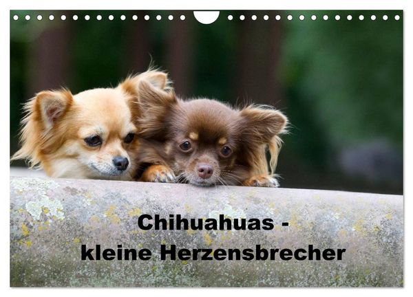 Produktbild: Chihuahuas - kleine Herzensbrecher (Wandkalender 2026 DIN A4 quer), CALVENDO Monatskalender