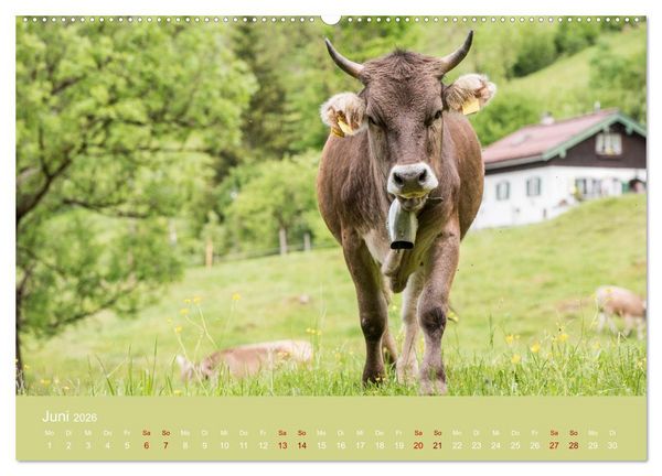 Produktbild: Allg&auml;uer Rindvieh 2026 (hochwertiger Premium Wandkalender 2026 DIN A2 quer), Kunstdruck in Hochglanz