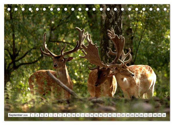 Produktbild: Der Damhirsch - Der Schaufeltr&auml;ger des Waldes (Tischkalender 2026 DIN A5 quer), CALVENDO Monatskalender