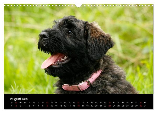 Produktbild: Bouvier des Flandres (Wandkalender 2026 DIN A3 quer), CALVENDO Monatskalender