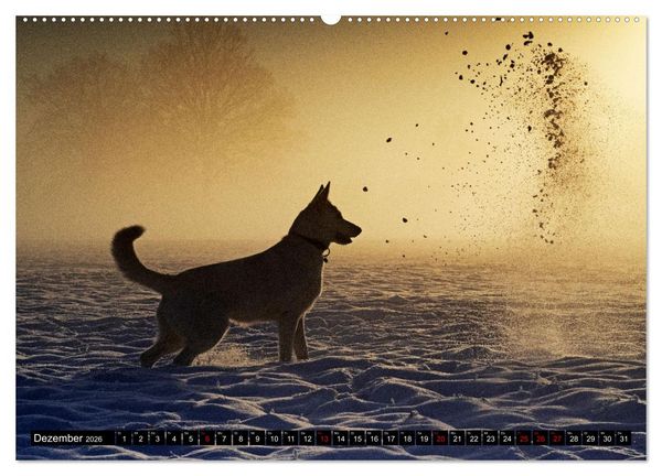 Produktbild: Berger Blanc Suisse - Weggef&auml;hrten auf 4 Pfoten (hochwertiger Premium Wandkalender 2026 DIN A2 quer), Kunstdruck in Hochglanz