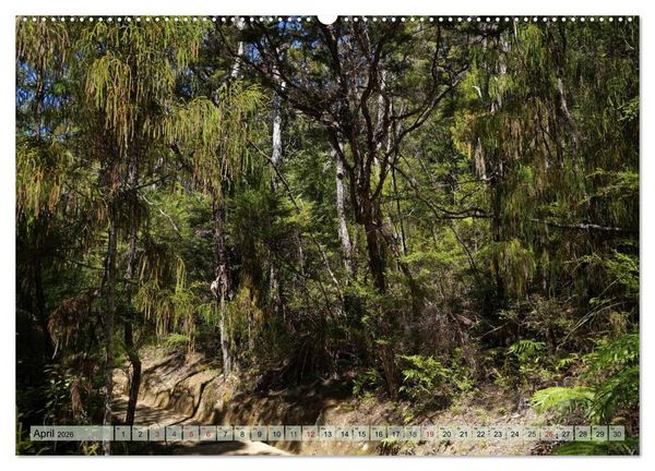 Produktbild: Prim&auml;rwald - Neuseeland (hochwertiger Premium Wandkalender 2026 DIN A2 quer), Kunstdruck in Hochglanz