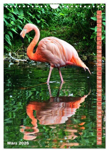 Produktbild: Rosarote Flamingo (Wandkalender 2026 DIN A4 hoch), CALVENDO Monatskalender