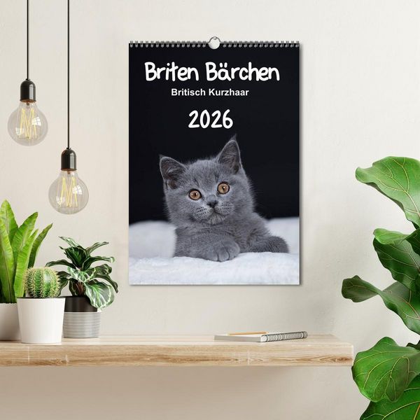 Produktbild: Briten B&auml;rchen &ndash; Britisch Kurzhaar 2026 (Wandkalender 2026 DIN A3 hoch), CALVENDO Monatskalender