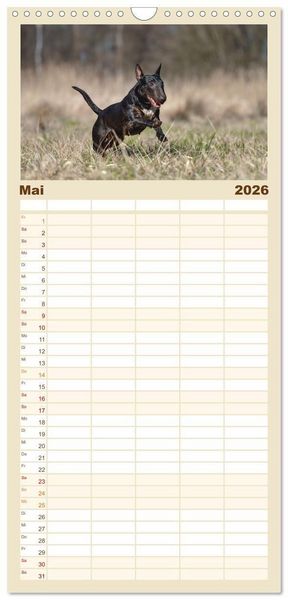Produktbild: Familienplaner 2026 - Bullterrier - charmante Herzensbrecher mit 5 Spalten (Wandkalender, 21 x 45 cm) CALVENDO