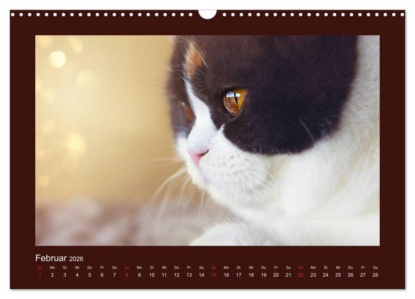 Produktbild: Britisch Kurzhaar Katzen - Poesie f&uuml;rs Auge (Wandkalender 2026 DIN A3 quer), CALVENDO Monatskalender