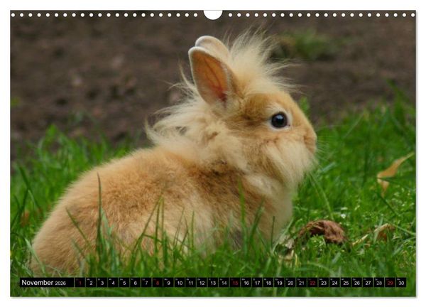Produktbild: Liebenswerte Zwergkaninchen (Wandkalender 2026 DIN A3 quer), CALVENDO Monatskalender