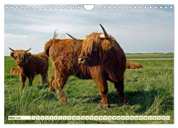 Produktbild: Die anmutigste Rinderrasse - Das schottische Hochlandrind (Wandkalender 2026 DIN A4 quer), CALVENDO Monatskalender