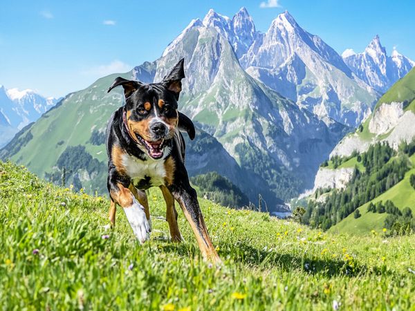 Produktbild: CALVENDO Puzzle Schweizer Berge | 1000 Teile Lege-Gr&ouml;&szlig;e 64x48cm Foto-Puzzle f&uuml;r gl&uuml;ckliche Stunden