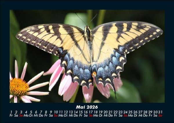 Produktbild: Bunte Pracht der Schmetterlinge 2026 Fotokalender DIN A5