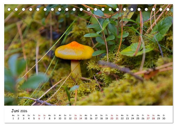 Produktbild: Zwischen Gipfeln und Geschichte - Der Vinschgau in Bildern (Tischkalender 2026 DIN A5 quer), CALVENDO Monatskalender
