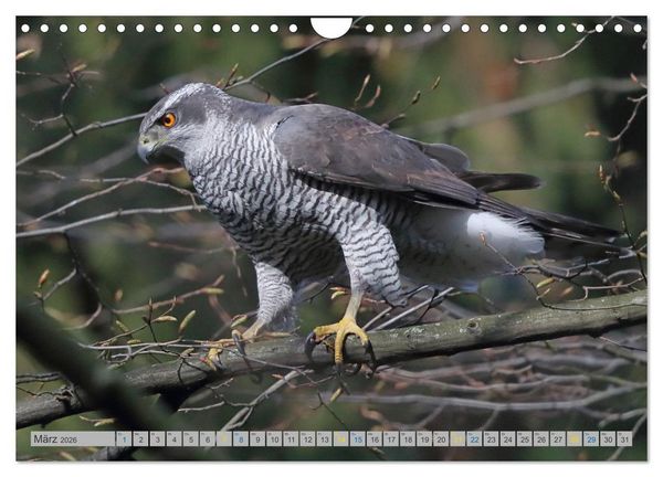 Produktbild: Habicht - aus dem Leben eines imposanten Greifvogels (Wandkalender 2026 DIN A4 quer), CALVENDO Monatskalender