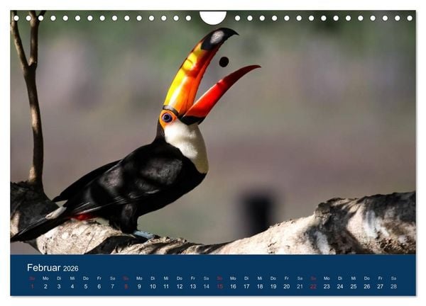Produktbild: Brasilien tierisch gut 2026 (Wandkalender 2026 DIN A4 quer), CALVENDO Monatskalender