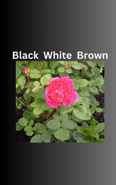 Produktbild: Black White Brown