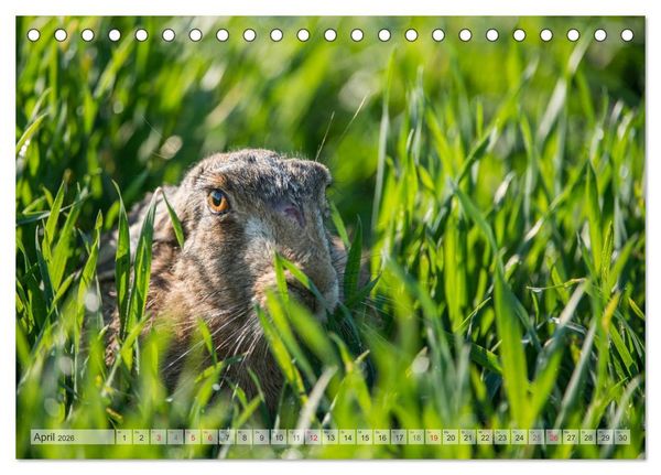 Produktbild: Emotionale Momente: Wild und Jagd. (Tischkalender 2026 DIN A5 quer), CALVENDO Monatskalender