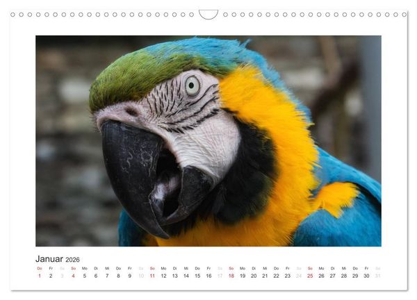 Produktbild: Kunterbunte Papageien und Sittiche (Wandkalender 2026 DIN A3 quer), CALVENDO Monatskalender