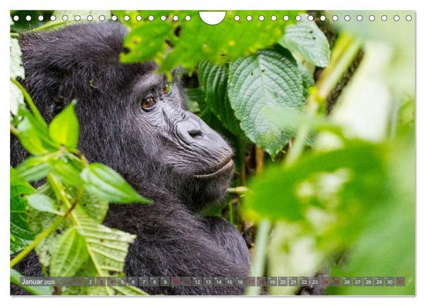 Produktbild: Gorillas ohne Nebel (Wandkalender 2026 DIN A4 quer), CALVENDO Monatskalender