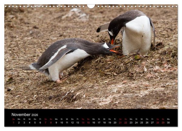 Produktbild: Pinguine - sympathische Fracktr&auml;ger im eisigen S&uuml;den (Wandkalender 2026 DIN A3 quer), CALVENDO Monatskalender