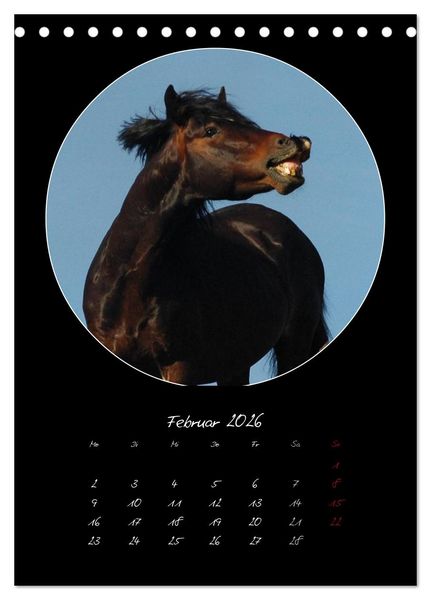 Produktbild: Crazy horses (Tischkalender 2026 DIN A5 hoch), CALVENDO Monatskalender