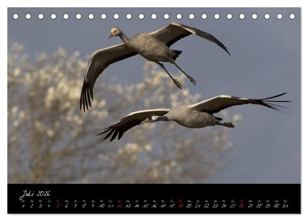 Produktbild: Kraniche - V&ouml;gel des Gl&uuml;cks (Tischkalender 2026 DIN A5 quer), CALVENDO Monatskalender