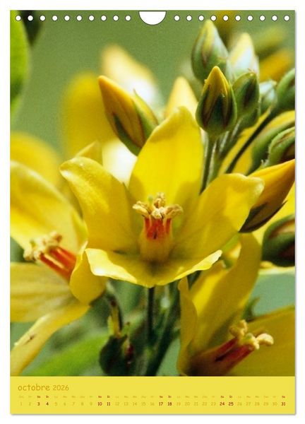 Produktbild: Promenade florale (Calendrier mural 2026 DIN A4 horizontal), CALVENDO calendrier mensuel