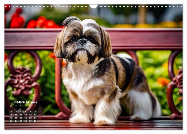 Produktbild: Shih Tzu - der wuschelige Hund aus Tibet (Wandkalender 2026 DIN A3 quer), CALVENDO Monatskalender