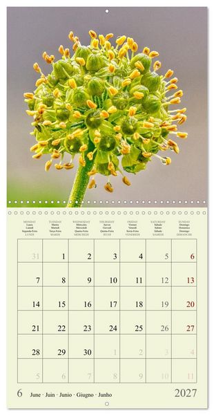 Produktbild: Petites fleurs color&eacute;es (Calendrier mural carr&eacute; 2027 30x30 cm) Calendrier double avec une page pour vos prises de notes