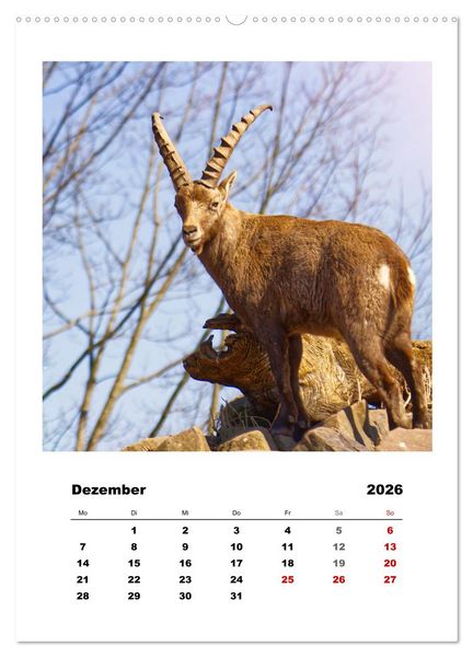 Produktbild: Alpen-Steinb&ouml;cke, imposante Horntr&auml;ger (Wandkalender 2026 DIN A2 hoch), CALVENDO Monatskalender