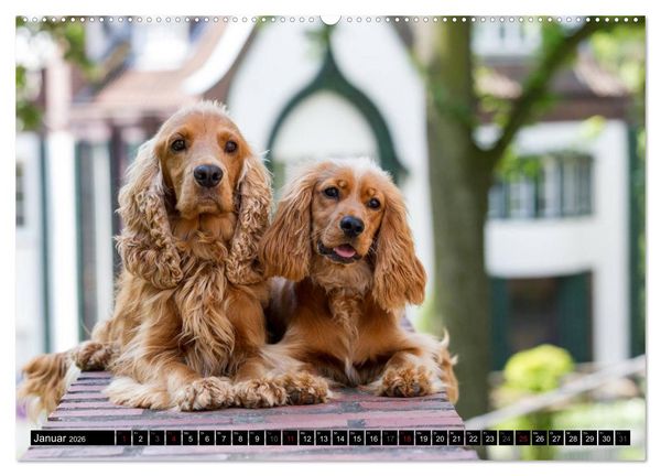 Produktbild: English Cocker Spaniel - Fr&ouml;hliche Gesellen (Wandkalender 2026 DIN A2 quer), CALVENDO Monatskalender