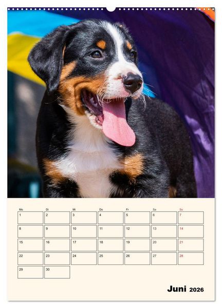 Produktbild: Appenzeller Sennenhund - Mit Plan durch das Jahr (hochwertiger Premium Wandkalender 2026 DIN A2 hoch), Kunstdruck in Hochglanz