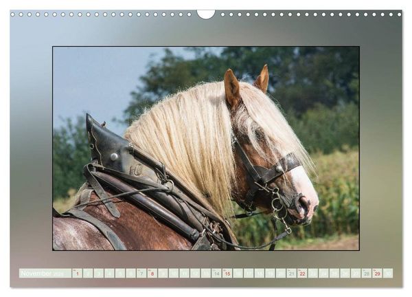 Produktbild: Pferde Vom Minishetty bis zum Kaltblut (Wandkalender 2026 DIN A3 quer), CALVENDO Monatskalender