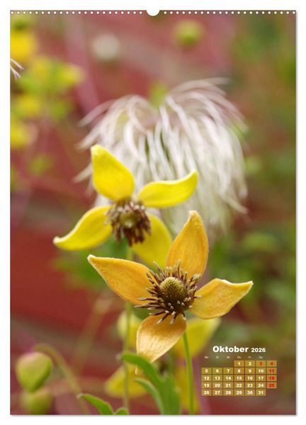 Produktbild: Es rankt, klettert und bl&uuml;ht (Wandkalender 2026 DIN A2 hoch), CALVENDO Monatskalender