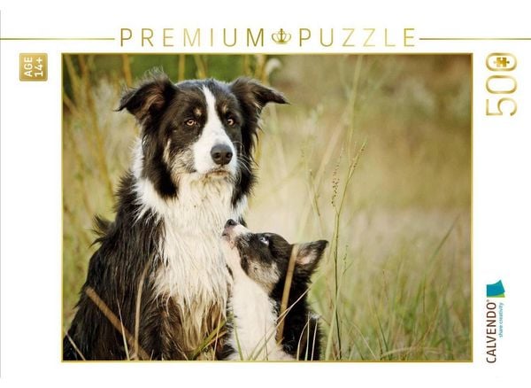 CALVENDO Puzzle Bordercollies | 500 Teile Lege-Größe 48 × 36 cm Foto-Puzzle für Erwachsene
