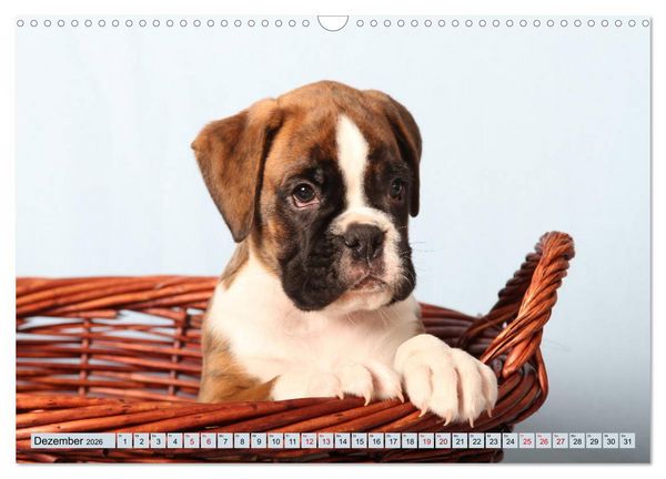 Produktbild: Tierkinder klein und s&uuml;&szlig; (Wandkalender 2026 DIN A3 quer), CALVENDO Monatskalender